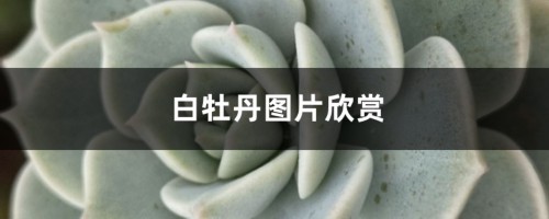 白牡丹图片欣赏