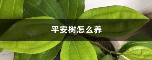 平安树怎么养