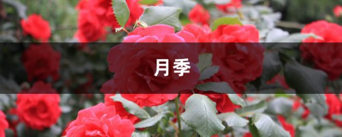 月季杜鹃这么剪，花多枝壮，年年开爆盆！