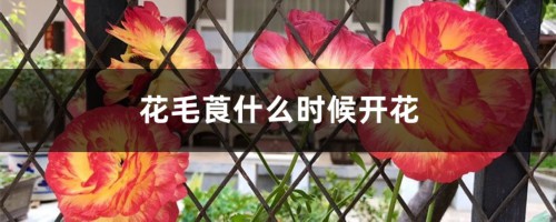 花毛莨什么时候开花