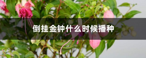 倒挂金钟什么时候播种，怎么催芽