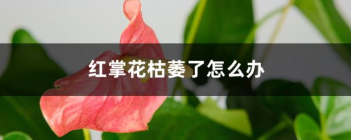 红掌花枯萎了怎么办