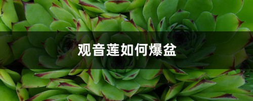 观音莲如何爆盆