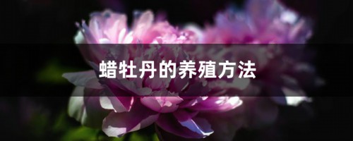 蜡牡丹的养殖方法和注意事项