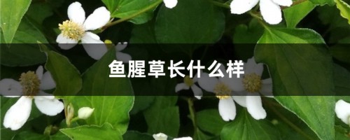 鱼腥草长什么样，鱼腥草图片