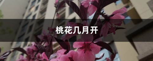 桃花几月开