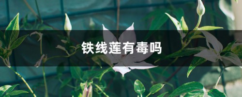 铁线莲有毒吗