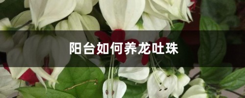 阳台如何养龙吐珠，需要注意什么