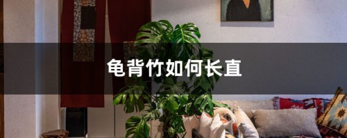 龟背竹如何长直