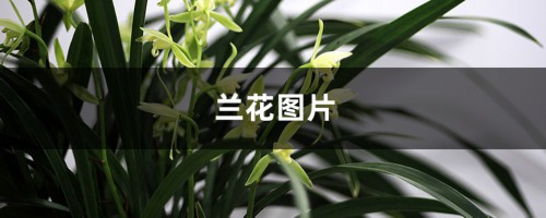 兰花图片（形态特征和养护方法简介）