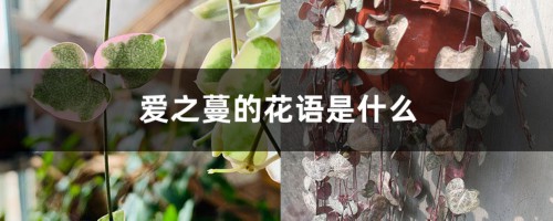 爱之蔓的花语是什么