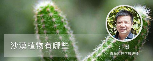 沙漠植物有哪些