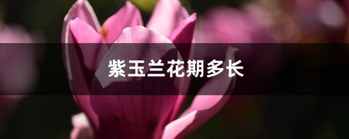 紫玉兰花期多长