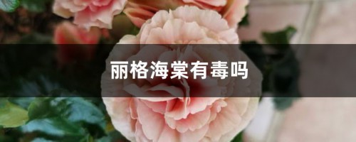 丽格海棠有毒吗