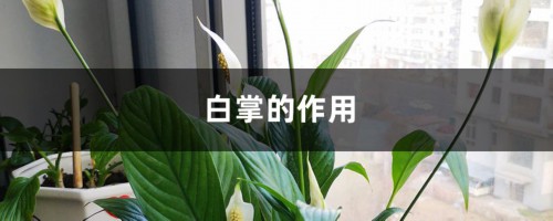 白掌的作用