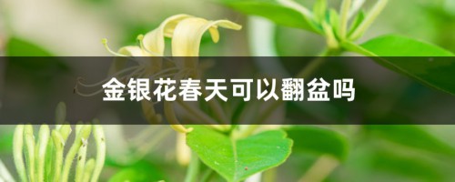 金银花春天可以翻盆吗