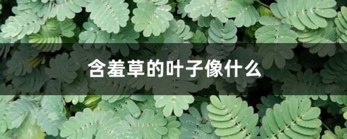 含羞草长什么样，叶子像什么