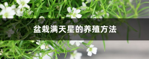 盆栽满天星的养殖方法和注意事项