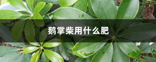 鹅掌柴用什么肥，怎么养长得快