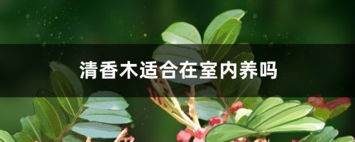 清香木适合在室内养吗