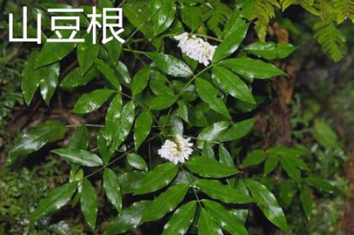 山豆根花.jpg