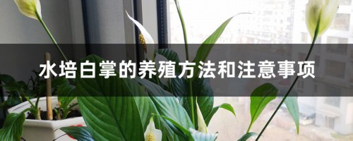 水培白掌的养殖方法和注意事项