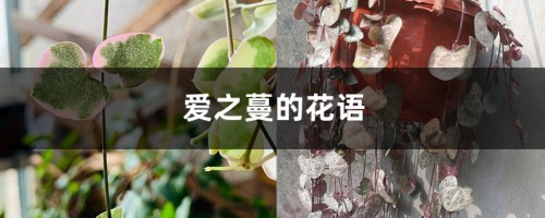 爱之蔓的花语和寓意，送人有什么禁忌