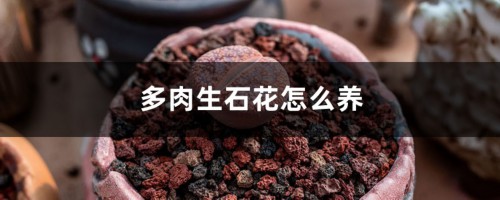 多肉生石花怎么养，哪些品种比较贵？