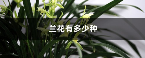 兰花有多少种