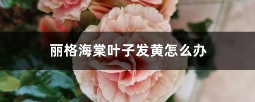 丽格海棠叶子发黄怎么办