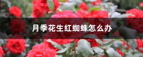 月季花生红蜘蛛怎么办