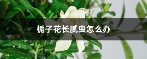 栀子花长腻虫怎么办