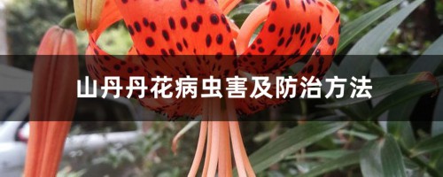 山丹丹花病虫害及防治方法