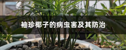 袖珍椰子的病虫害及其防治