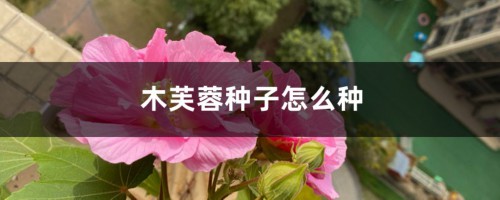 木芙蓉种子怎么种