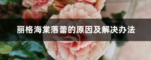 丽格海棠落蕾的原因及解决办法