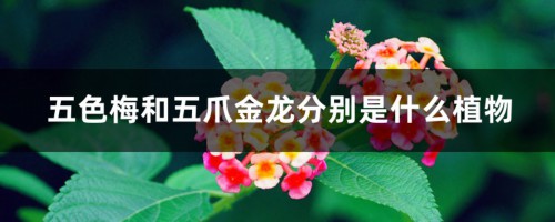 五色梅和五爪金龙分别是什么植物