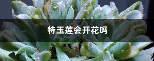 特玉莲会开花吗