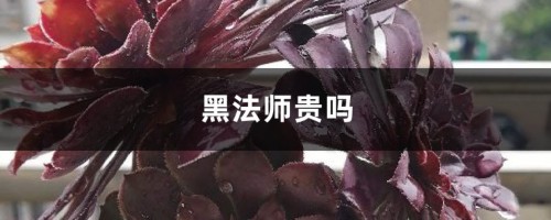 黑法师贵吗