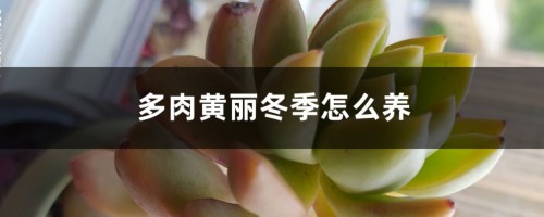 多肉黄丽冬季怎么养