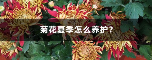 菊花夏季怎么养护？