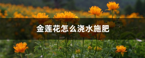 金莲花怎么浇水施肥