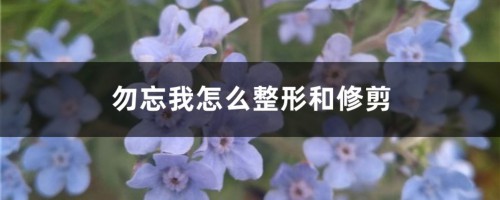 勿忘我怎么整形和修剪