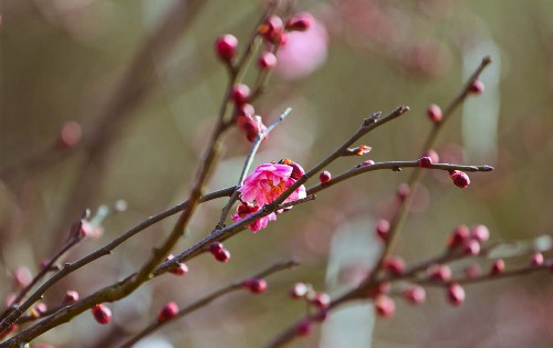 梅花