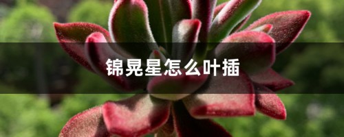 锦晃星怎么叶插