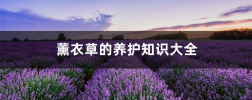 薰衣草的养护知识大全