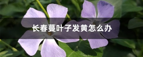 长春蔓叶子发黄怎么办